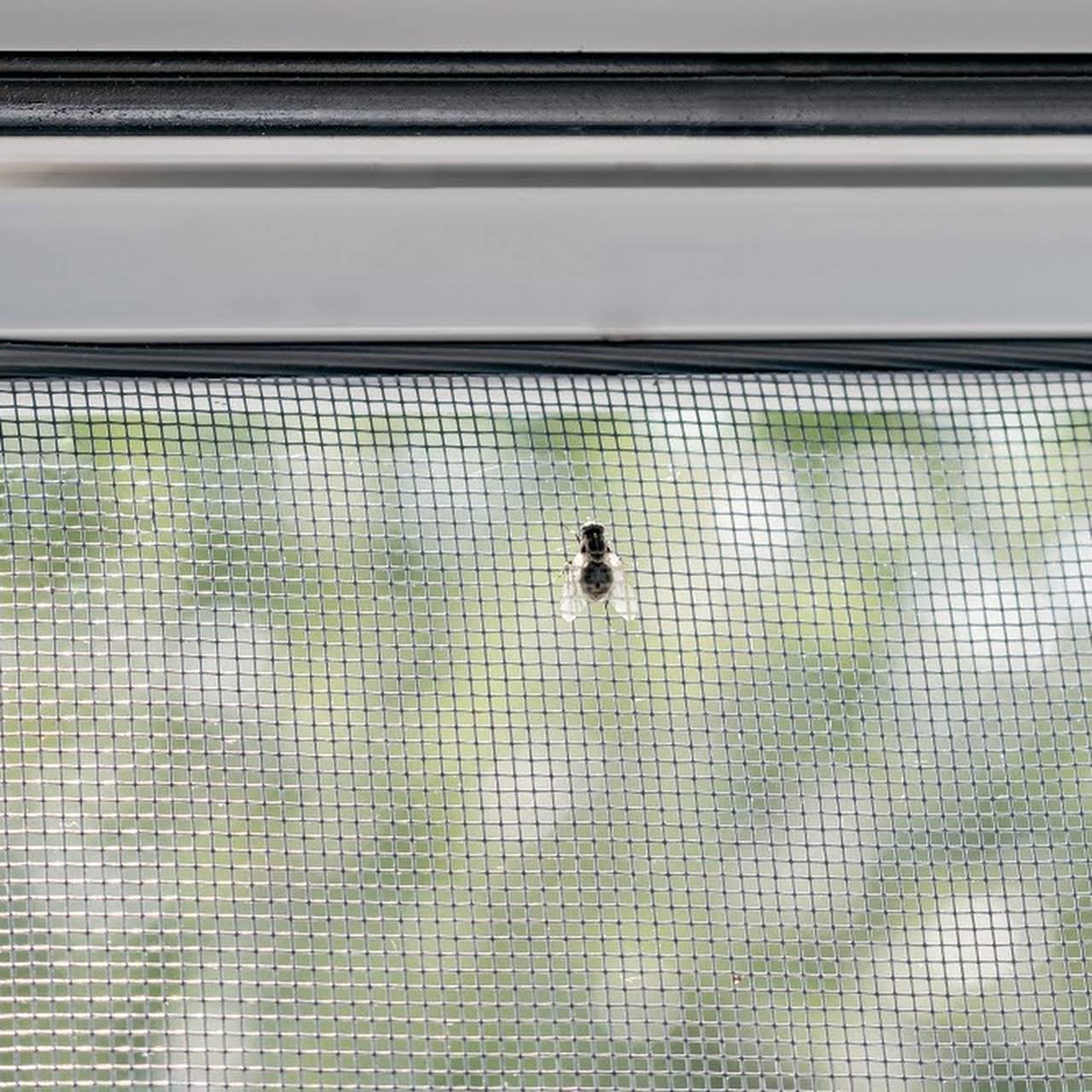 A fly trying to get through the mosquito net